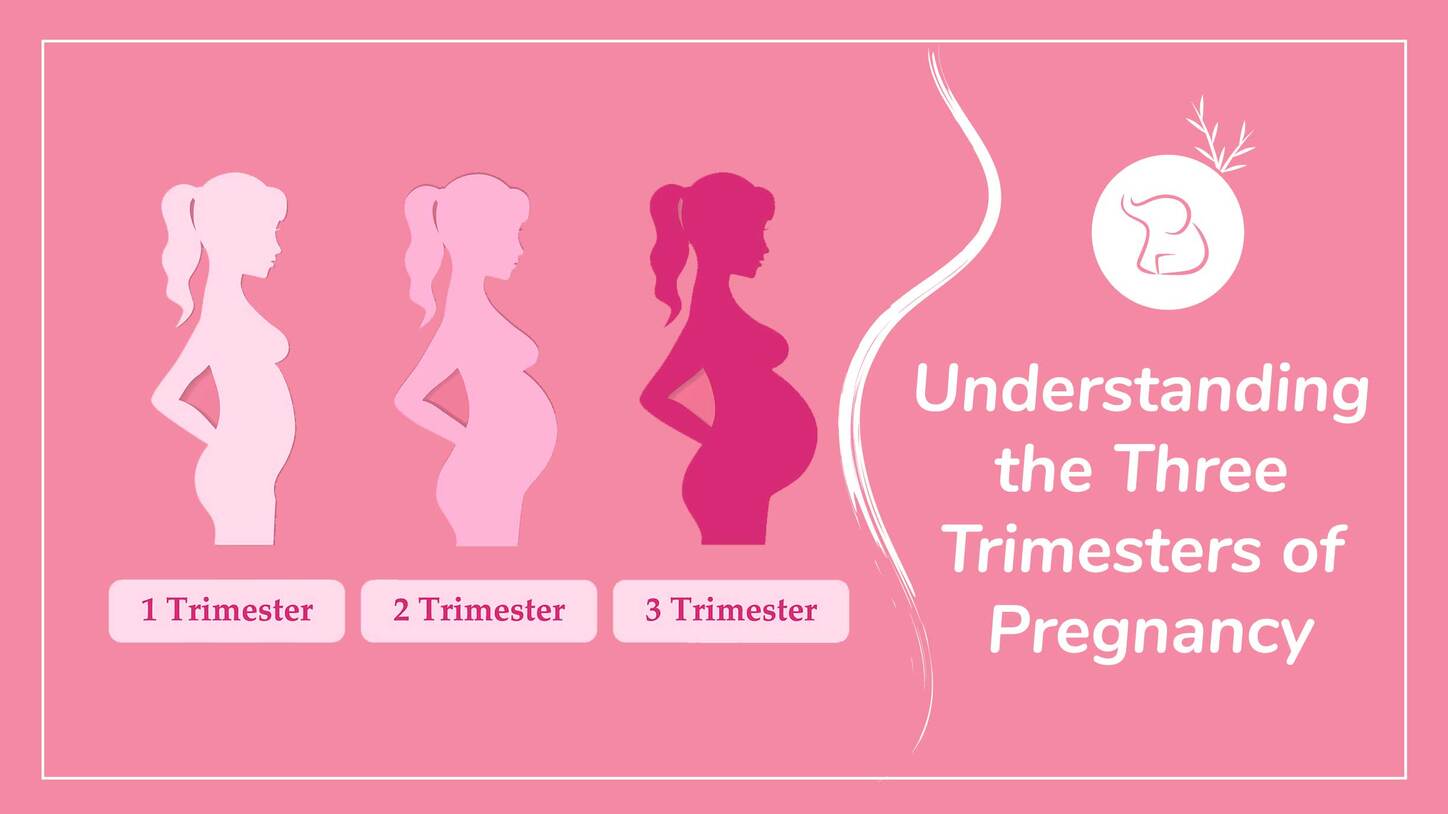 Understanding the Three Trimesters of Pregnancy – Tiny Lane